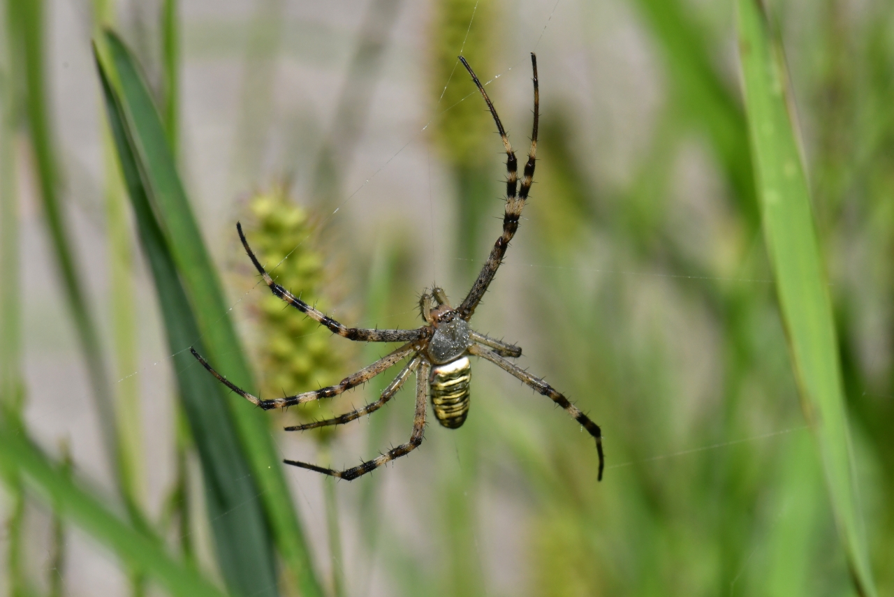 Argiope bruennichi (Scopoli, 1772) - Epeire frelon (mâle)