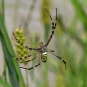 Argiope bruennichi (Scopoli, 1772) - Epeire frelon (mâle)