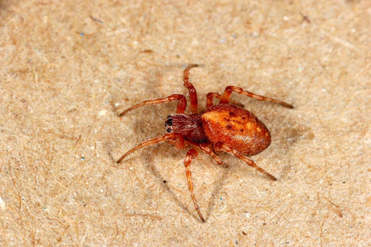 Cercidia prominens (Westring, 1851) (femelle)