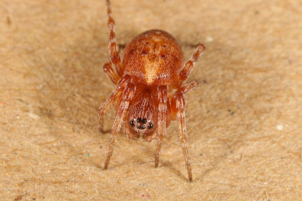 Cercidia prominens (Westring, 1851) (femelle)