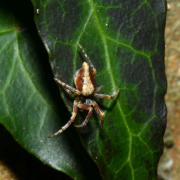 Cyclosa conica (Pallas, 1772) - Epeire conique (femelle)