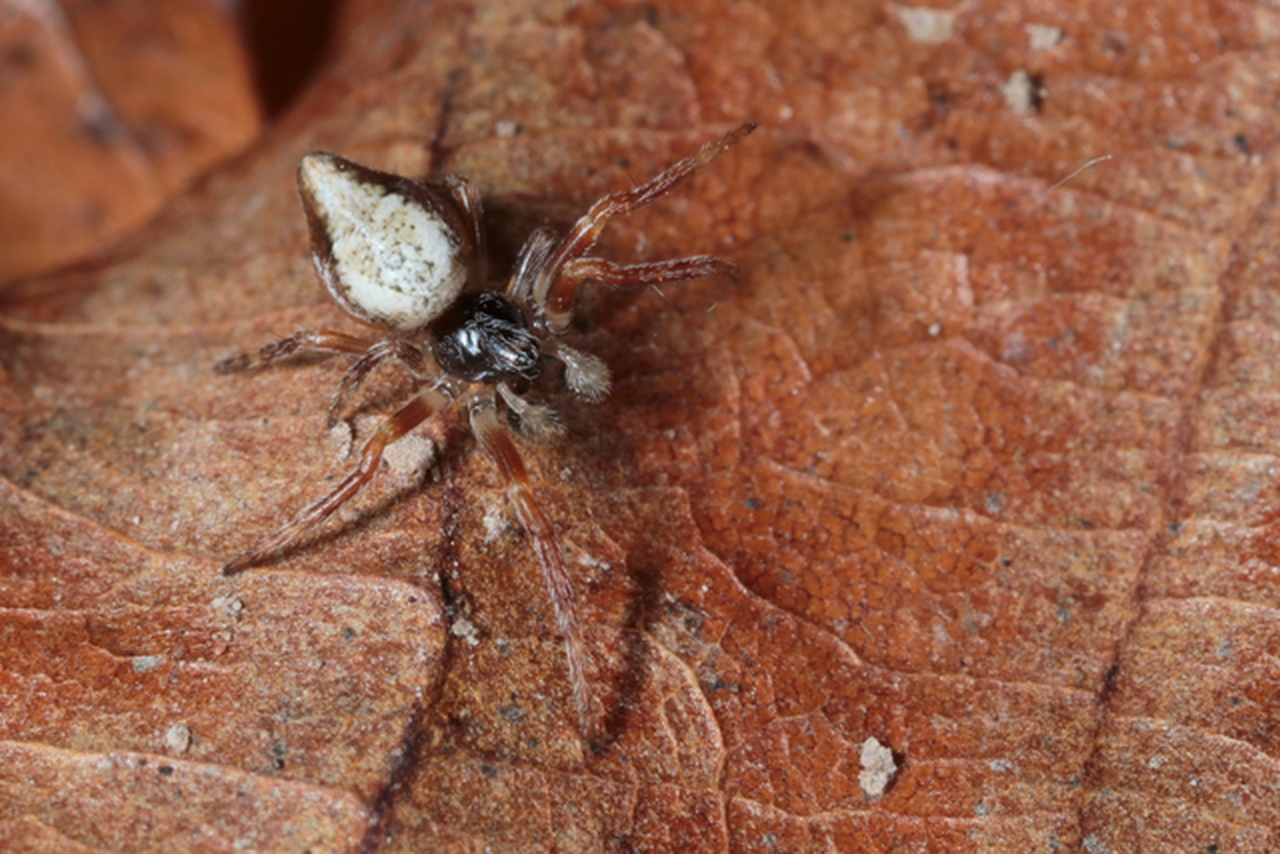 Cyclosa conica (Pallas, 1772) - Epeire conique (mâle)