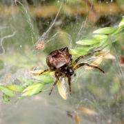 Gibbaranea bituberculata (Walckenaer, 1802) - Epeire dromadaire (femelle)