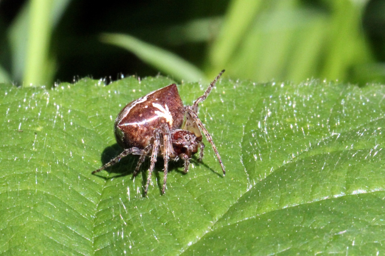 Gibbaranea bituberculata (Walckenaer, 1802) - Epeire dromadaire (femelle)