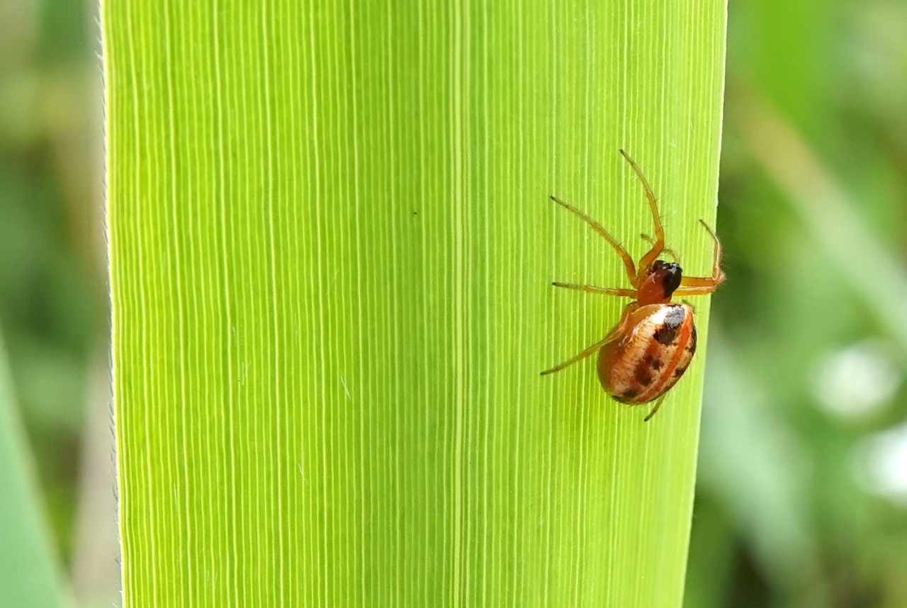 Hypsosinga heri (Hahn, 1831) (femelle)