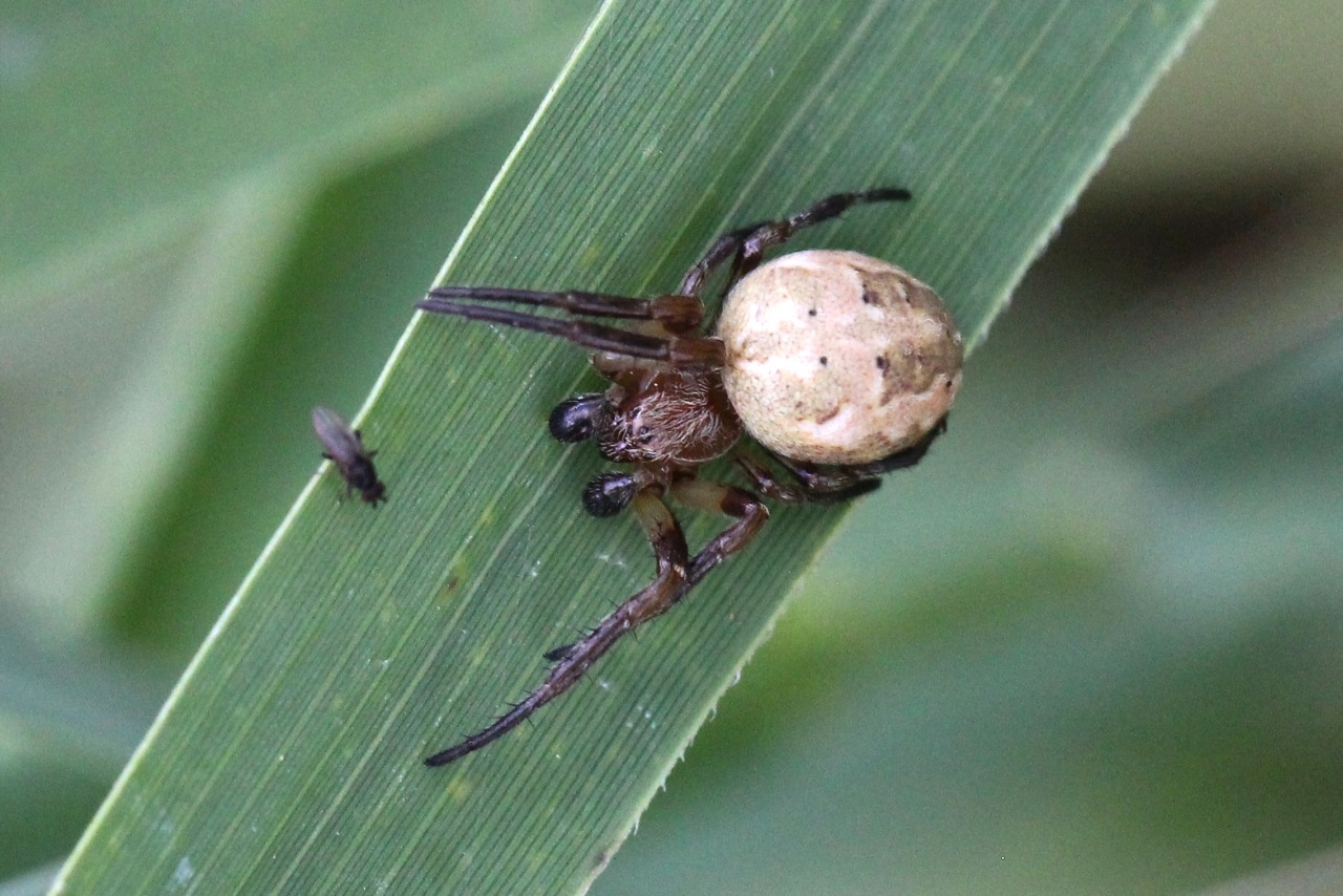 Larinioides cornutus (Clerck, 1758) - Epeire des roseaux (mâle)