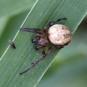 Larinioides cornutus (Clerck, 1758) - Epeire des roseaux (mâle)