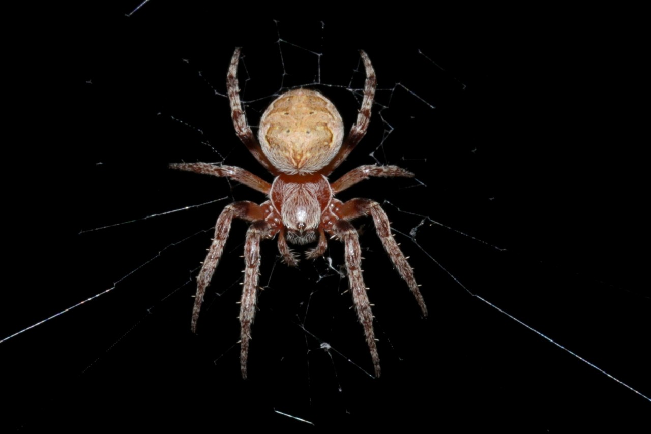 Larinioides patagiatus (Clerck, 1758) (Femelle)