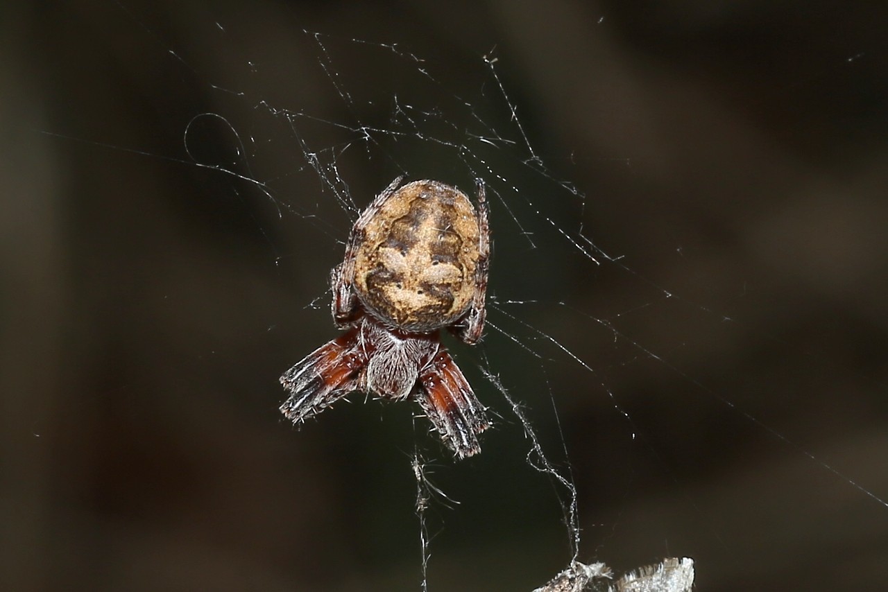 Larinioides patagiatus (Clerck, 1758) (Femelle)