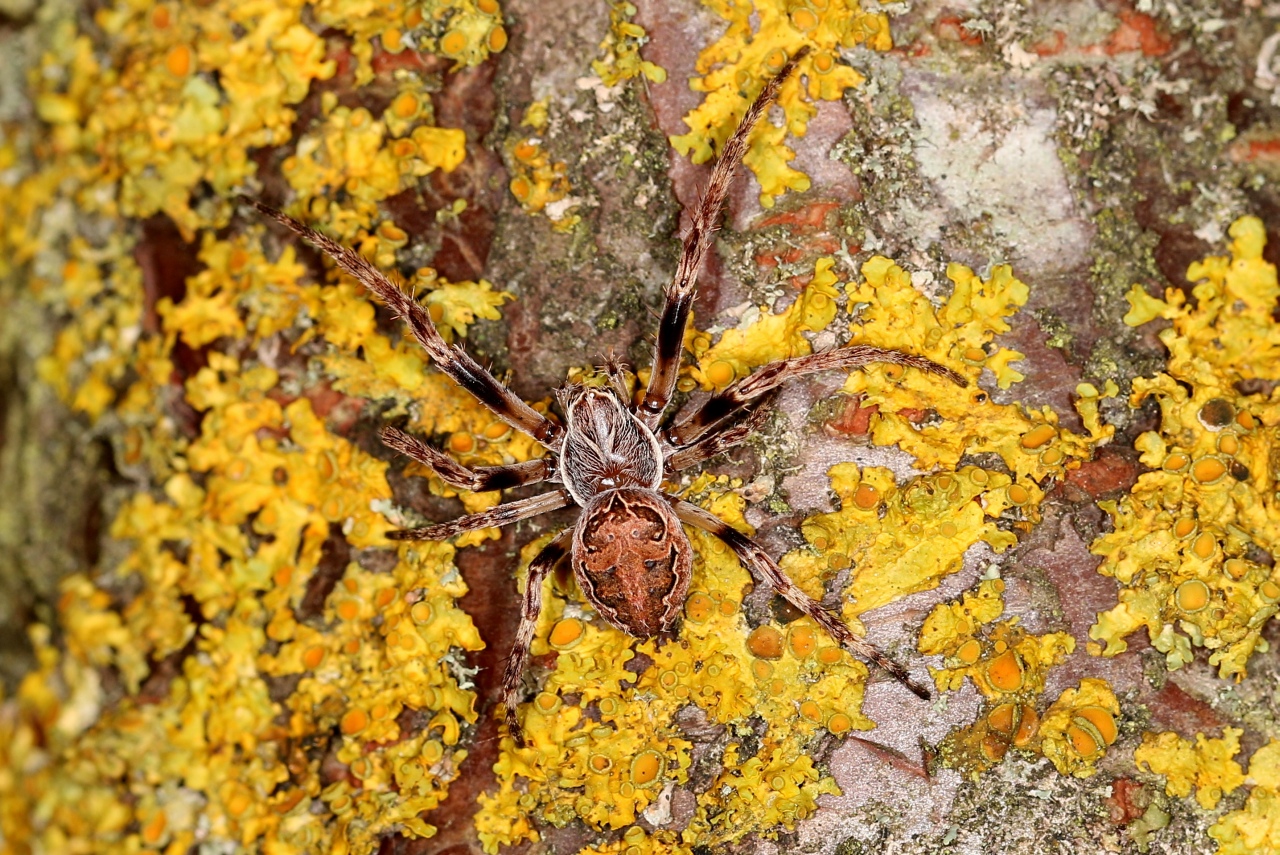 Larinioides sclopetarius (Clerck, 1758) - Epeire des ponts