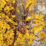 Larinioides sclopetarius (Clerck, 1758) - Epeire des ponts