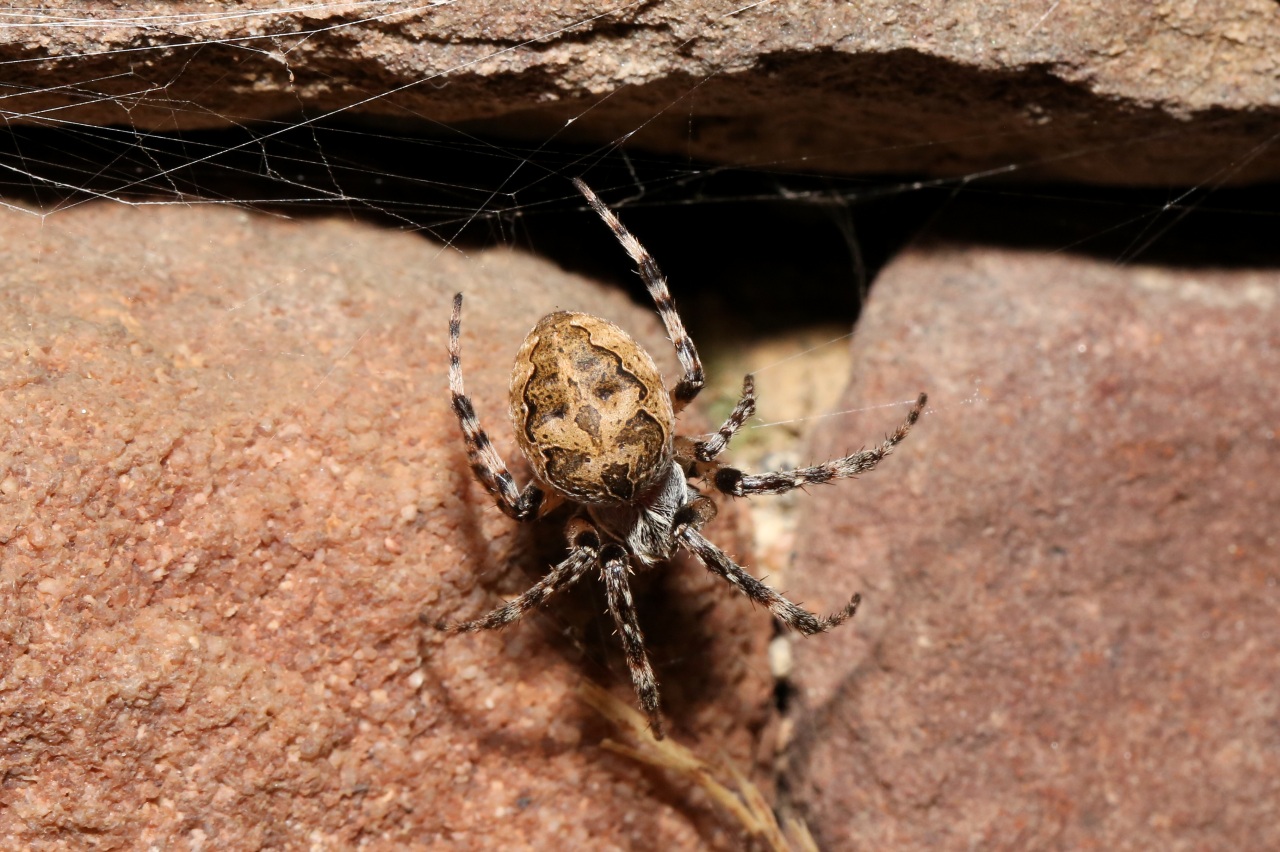 Larinioides sclopetarius (Clerck, 1758) - Epeire des ponts