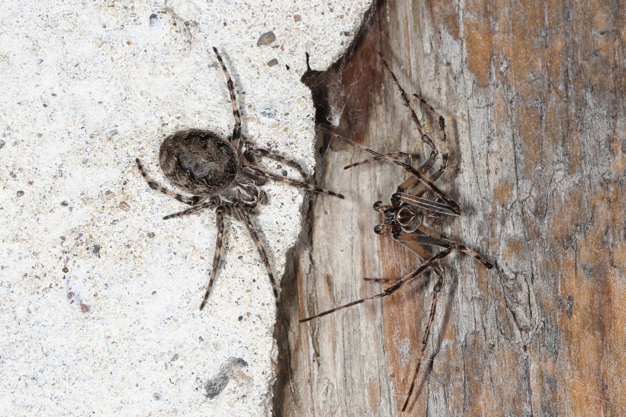 Larinioides sclopetarius (Clerck, 1758) - Epeire des ponts (parade nuptiale)