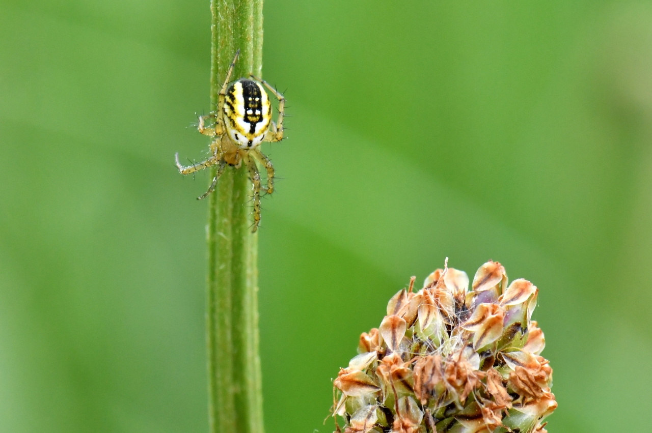 Mangora acalypha (Walckenaer, 1802) - Mangore petite-bouteille