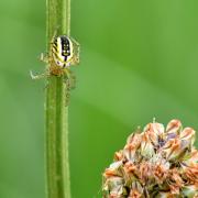 Mangora acalypha (Walckenaer, 1802) - Mangore petite-bouteille