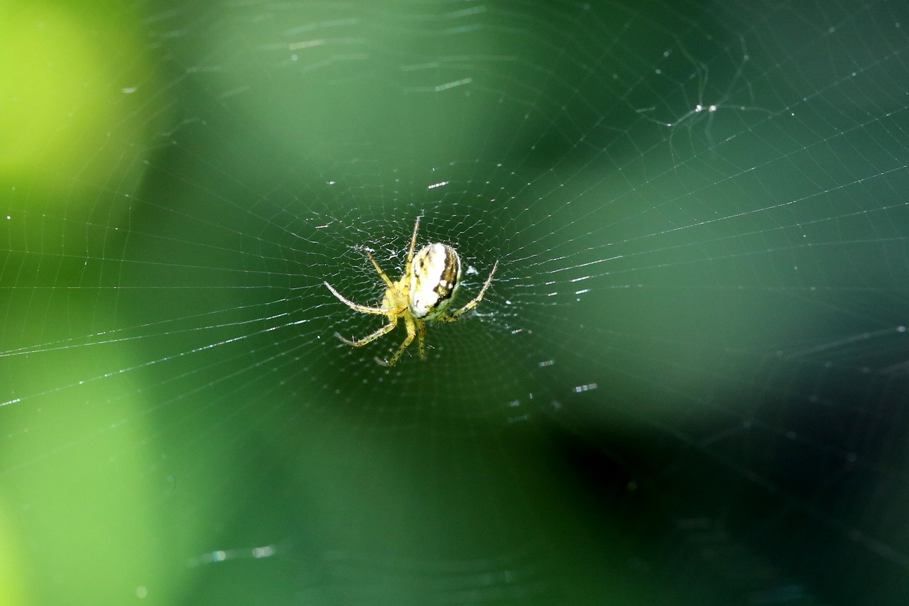 Mangora acalypha (Walckenaer, 1802) - Mangore petite-bouteille