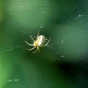 Mangora acalypha (Walckenaer, 1802) - Mangore petite-bouteille