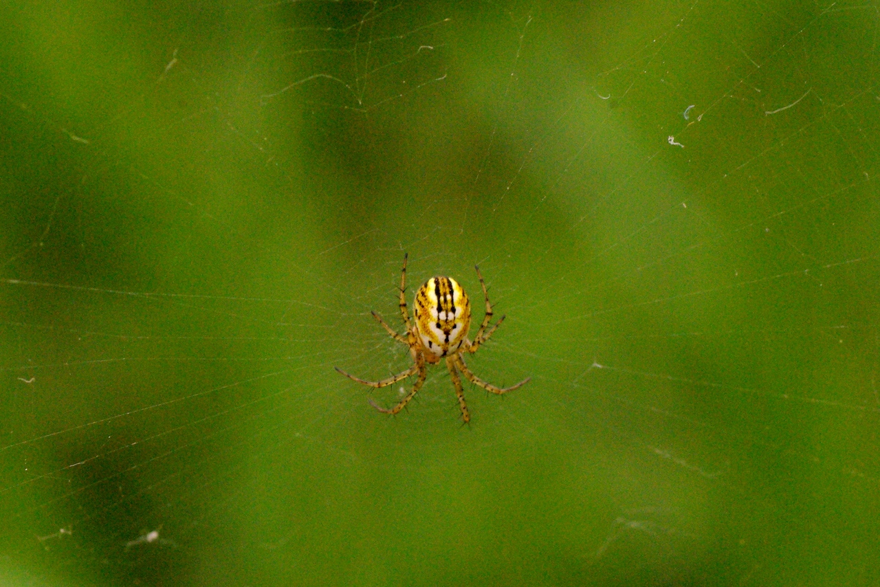 Mangora acalypha (Walckenaer, 1802) - Mangore petite-bouteille