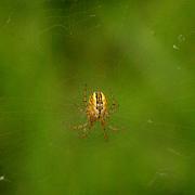 Mangora acalypha (Walckenaer, 1802) - Mangore petite-bouteille