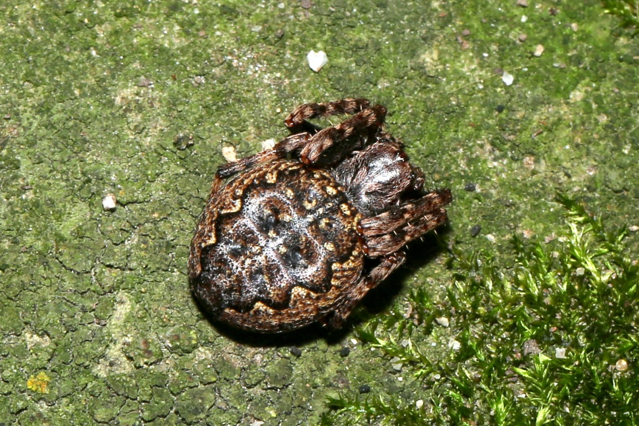 Nuctenea umbratica (Clerck, 1758) - Epeire des fissures (femelle)
