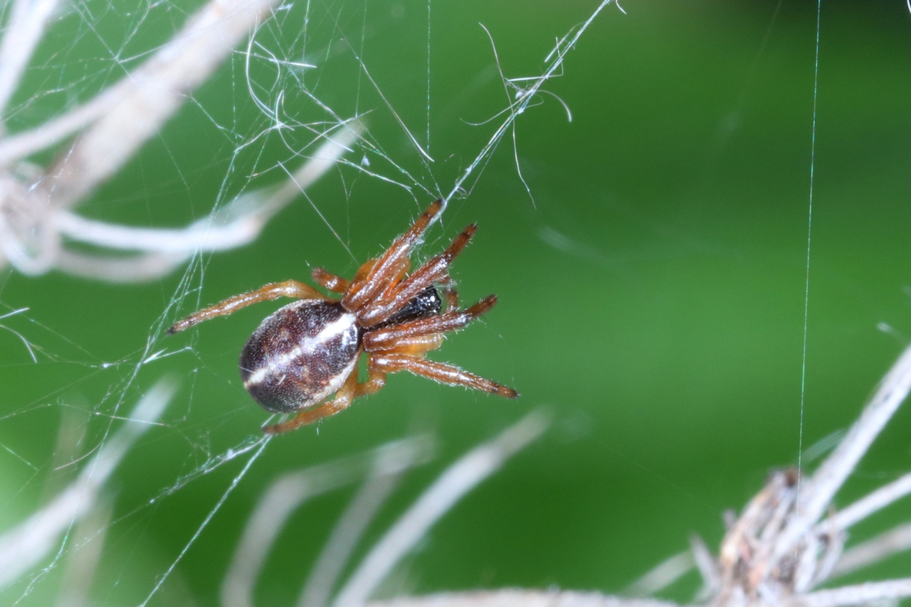 Singa nitidula C.L. Koch, 1844 (femelle)