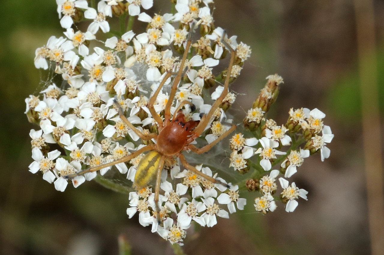 Cheiracanthium punctorium (Villers, 1789) - Chiracanthe ponctué, C. nourrice (mâle)