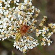 Cheiracanthium punctorium (Villers, 1789) - Chiracanthe ponctué, C. nourrice (mâle)