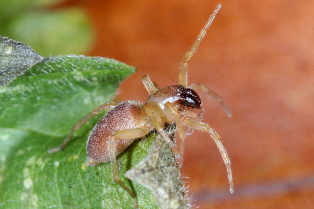 Clubiona lutescens Westring, 1851 