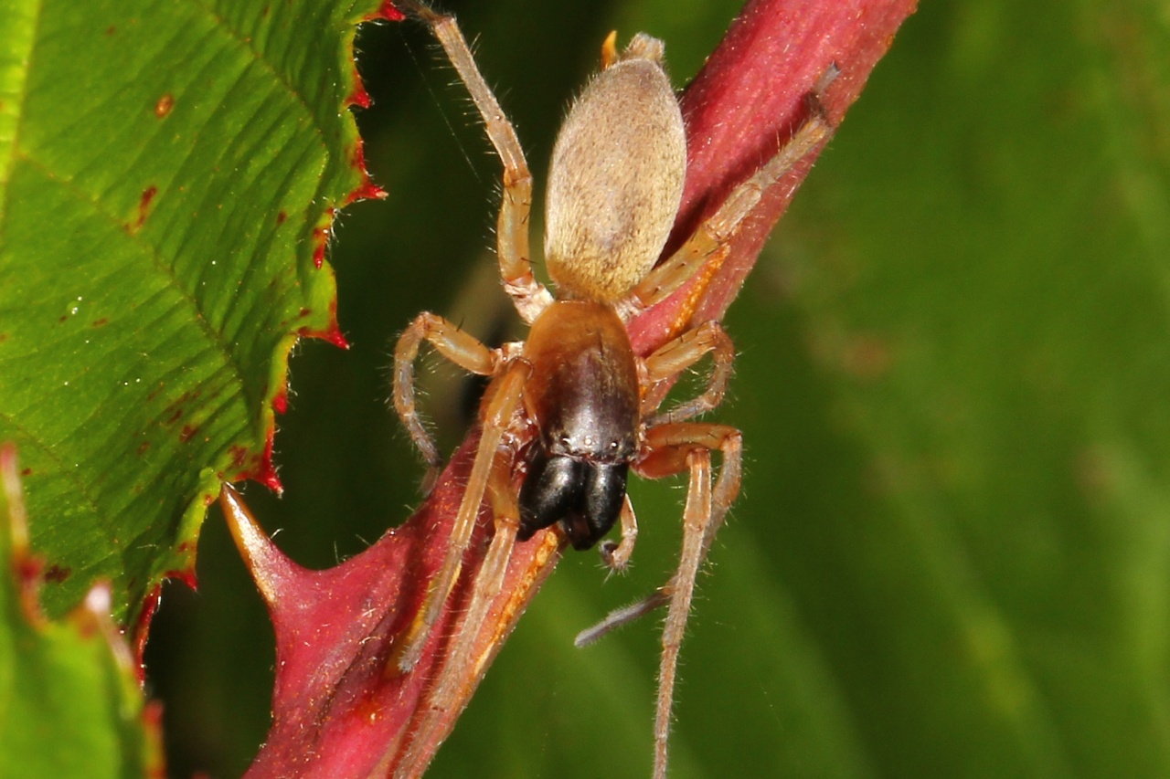 Clubiona phragmitis C.L. Koch, 1843 - Clubionie des roseaux 