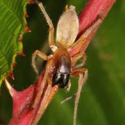 Clubiona phragmitis C.L. Koch, 1843 - Clubionie des roseaux 