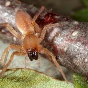 Clubiona sp
