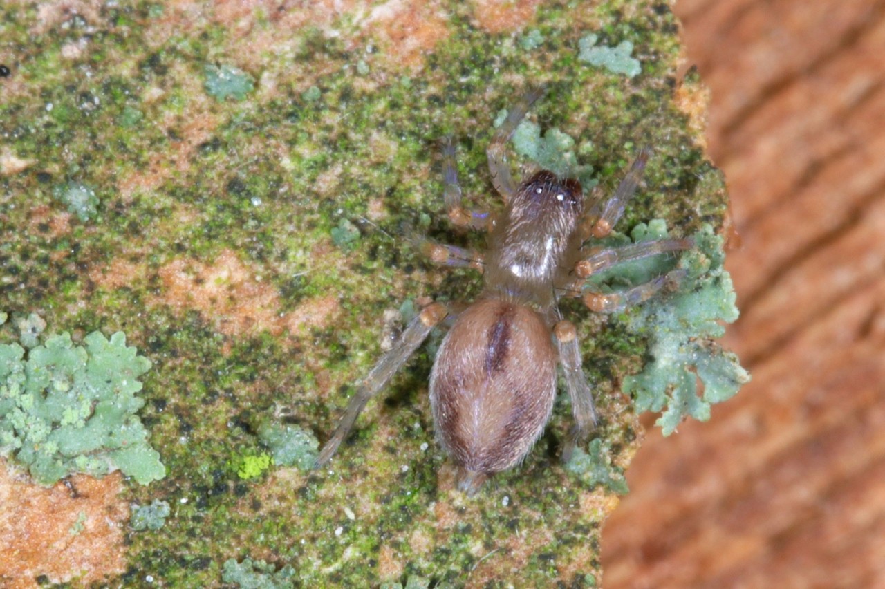 Porrhoclubiona leucaspis (Simon, 1932)