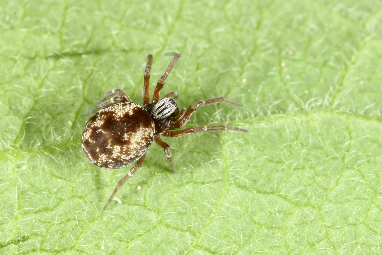 Dictyna arundinacea (Linnaeus, 1758) 