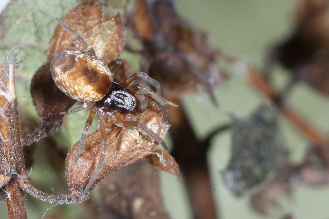 Dictyna arundinacea  (Linnaeus, 1758) (mâle)