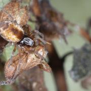 Dictyna arundinacea  (Linnaeus, 1758) (mâle)