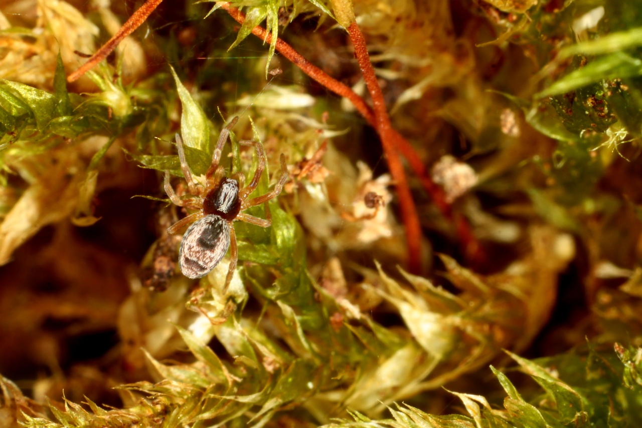 Dictyna uncinata Thorell, 1856