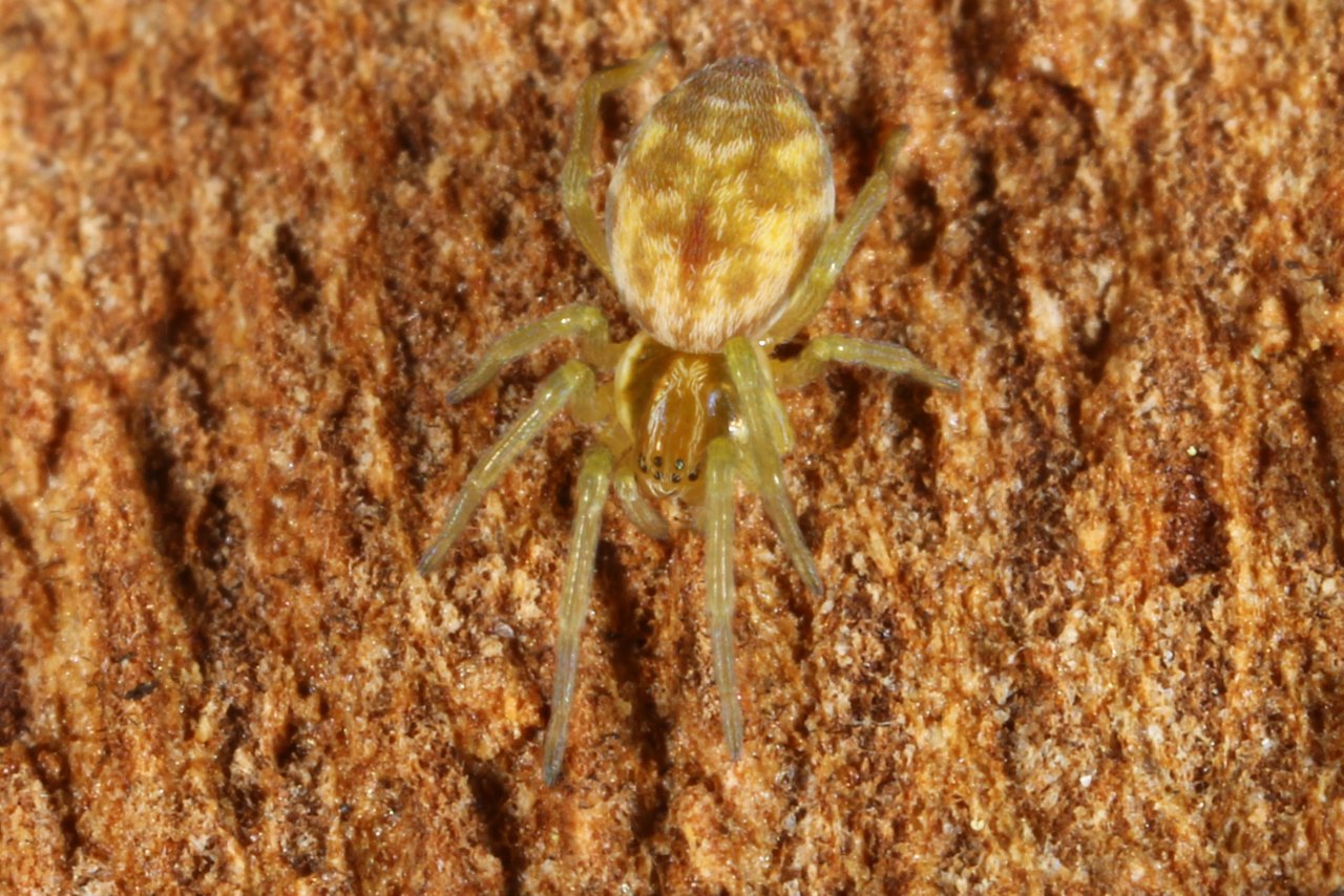 Nigma sp 