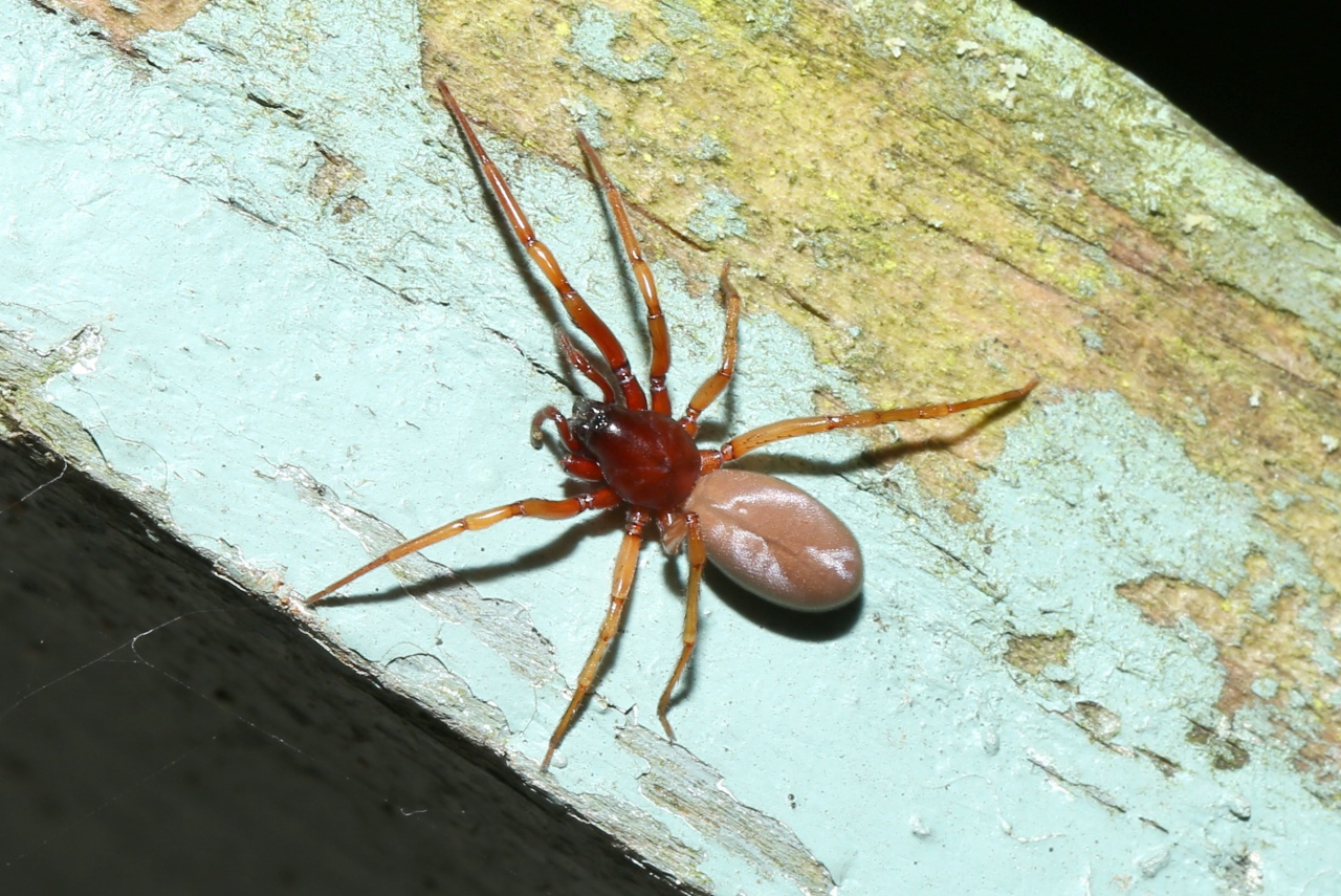 Harpactea rubicunda (C.L. Koch, 1838)  