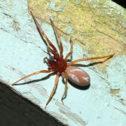 Harpactea rubicunda (C.L. Koch, 1838)  