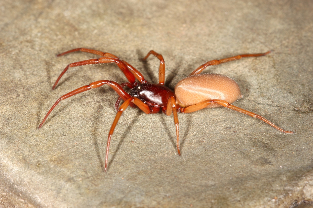 Harpactea rubicunda (C.L. Koch, 1838) (femelle)