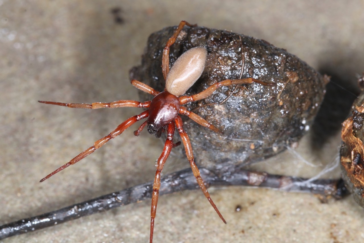 Harpactea rubicunda (C.L. Koch, 1838) (femelle)