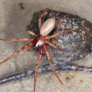 Harpactea rubicunda (C.L. Koch, 1838) (femelle)