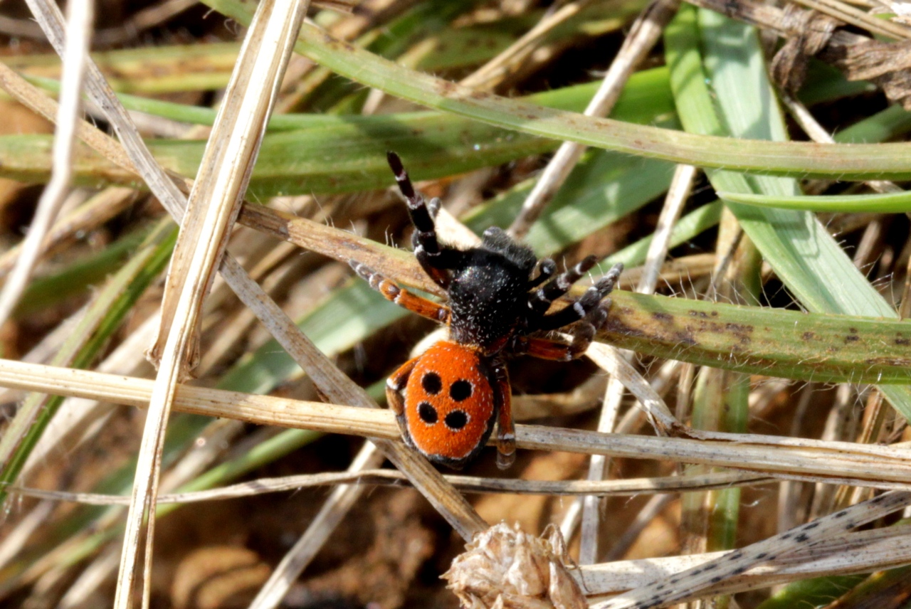 Eresus kollari Rossi, 1846 - Erèse coccinelle (mâle)