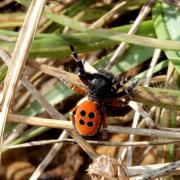 Eresus kollari Rossi, 1846 - Erèse coccinelle (mâle)