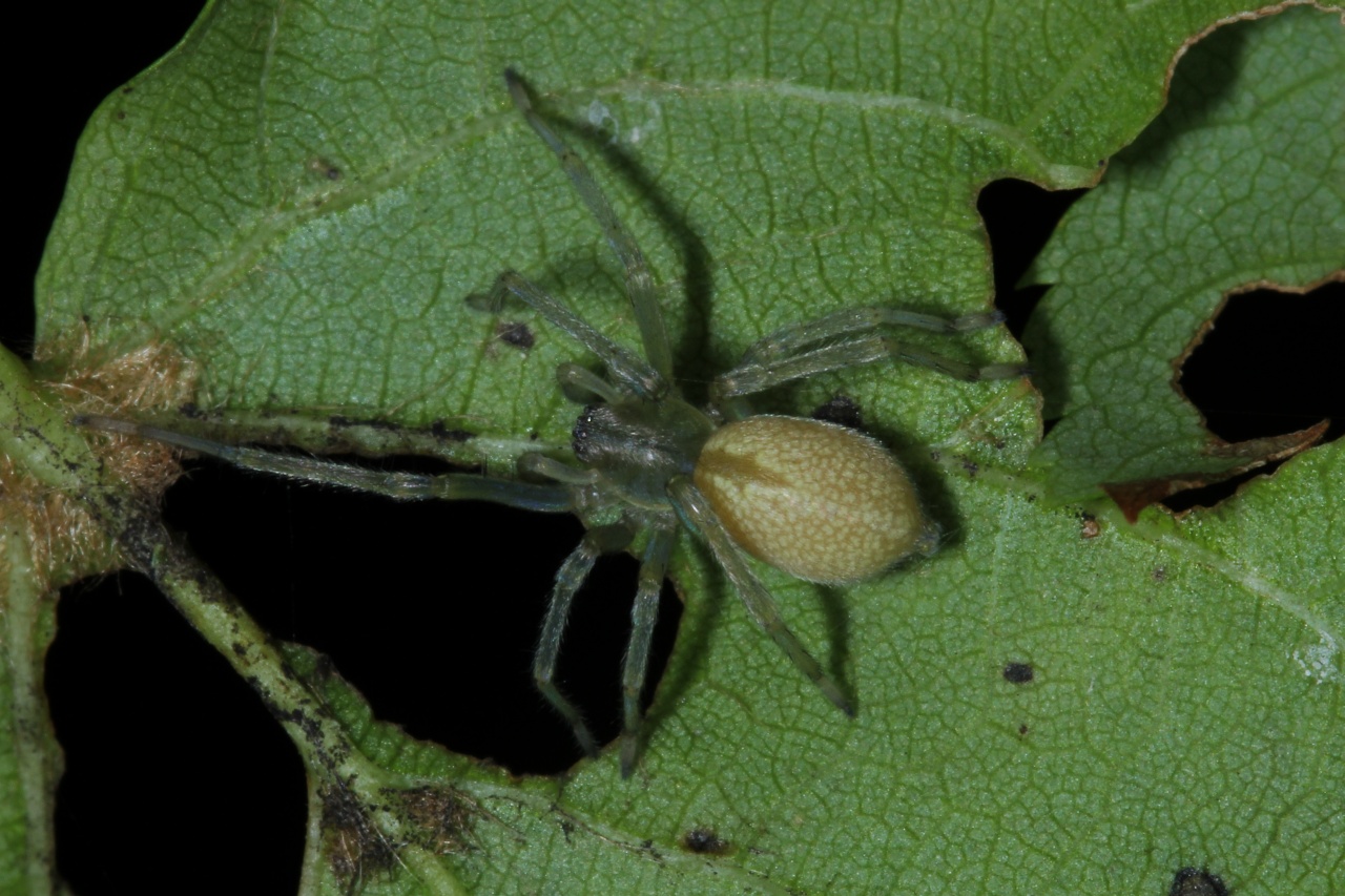 Cheiracanthium mildei L. Koch, 1864 (mâle)