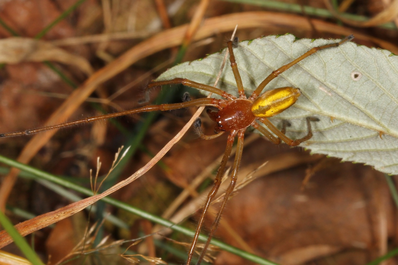 Cheiracanthium punctorium (Villers, 1789) - Chiracanthe ponctué, C. nourrice (mâle)