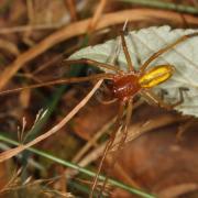 Cheiracanthium punctorium (Villers, 1789) - Chiracanthe ponctué, C. nourrice (mâle)