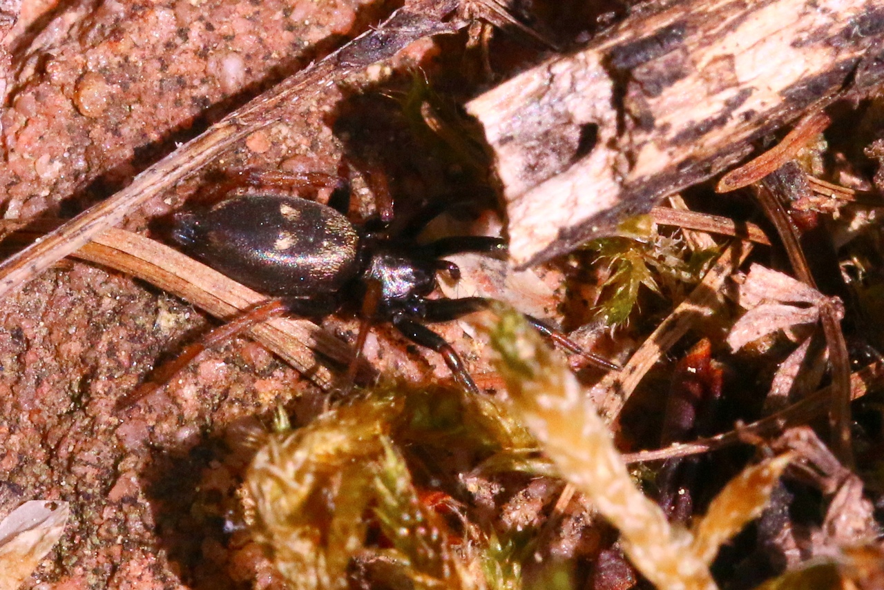 Callilepis sp (femelle)