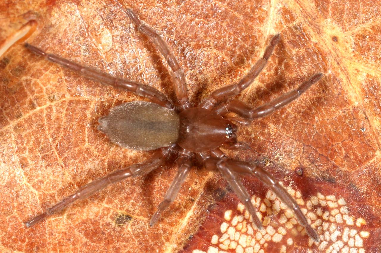 Drassodes sp