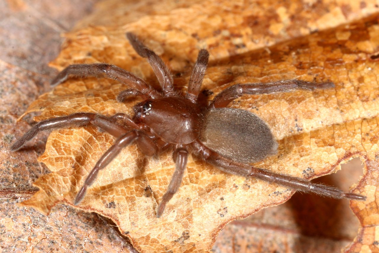 Drassodes sp